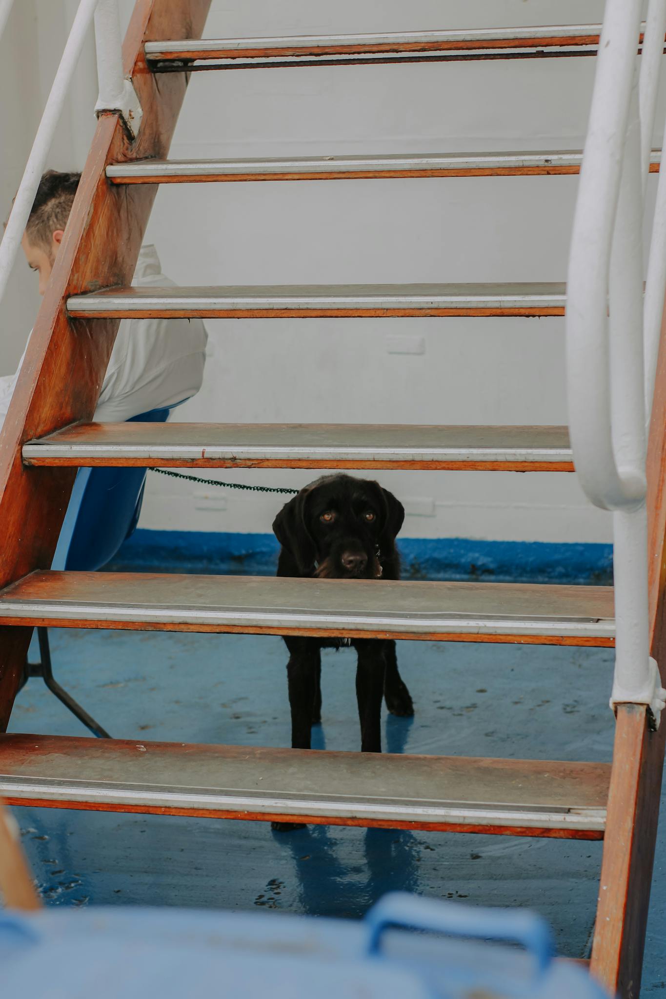 A black Labrador retriever sits on a boat's indoor staircase looking curious.