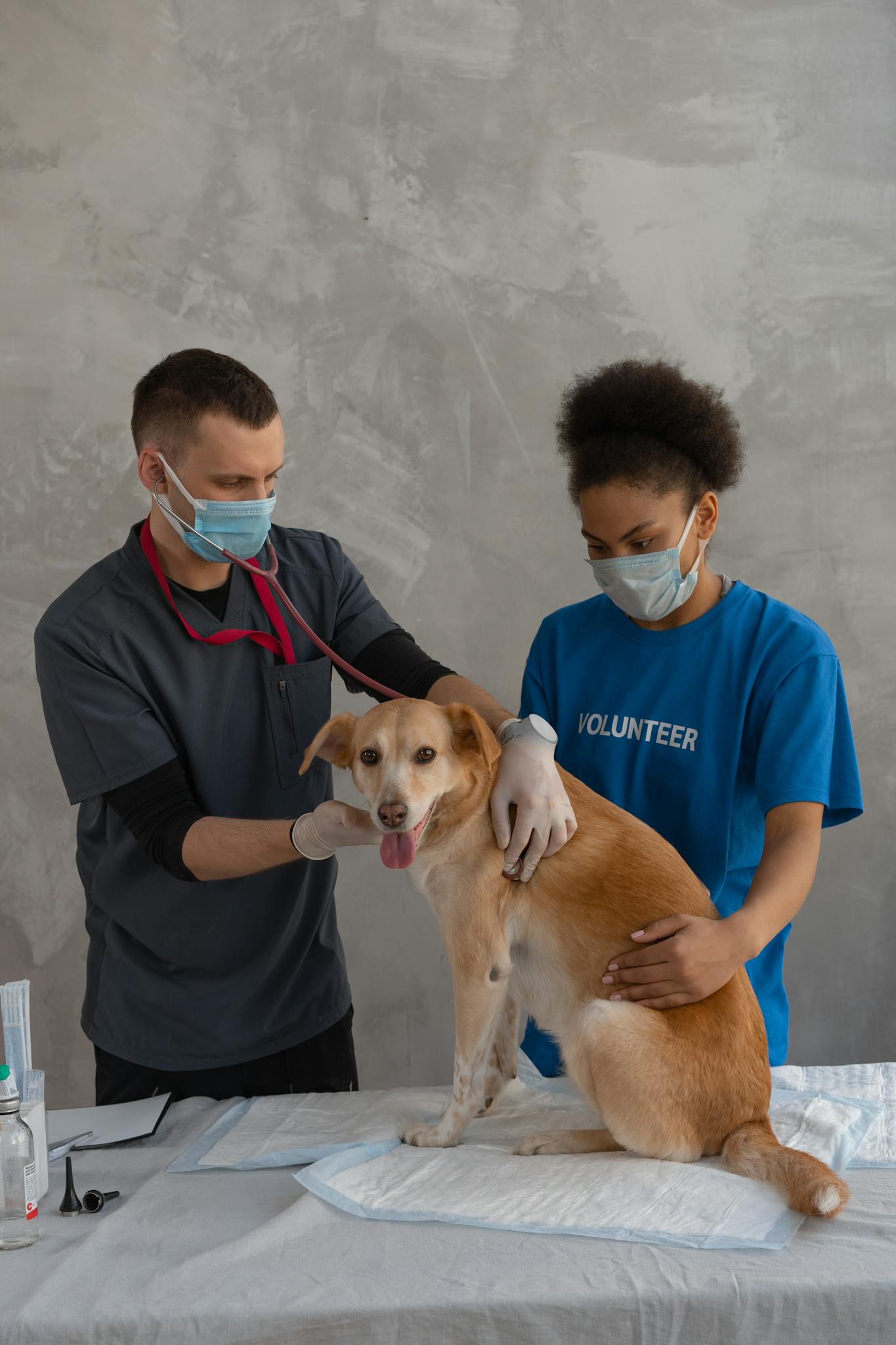 A veterinarian and a volunteer assisting a dog during a check-up in a veterinary clinic.