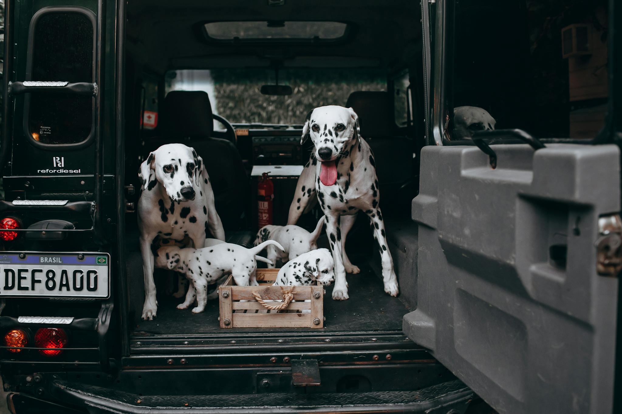 Dalmatians and puppies in the trunk of a Land Rover, ready for adventure.