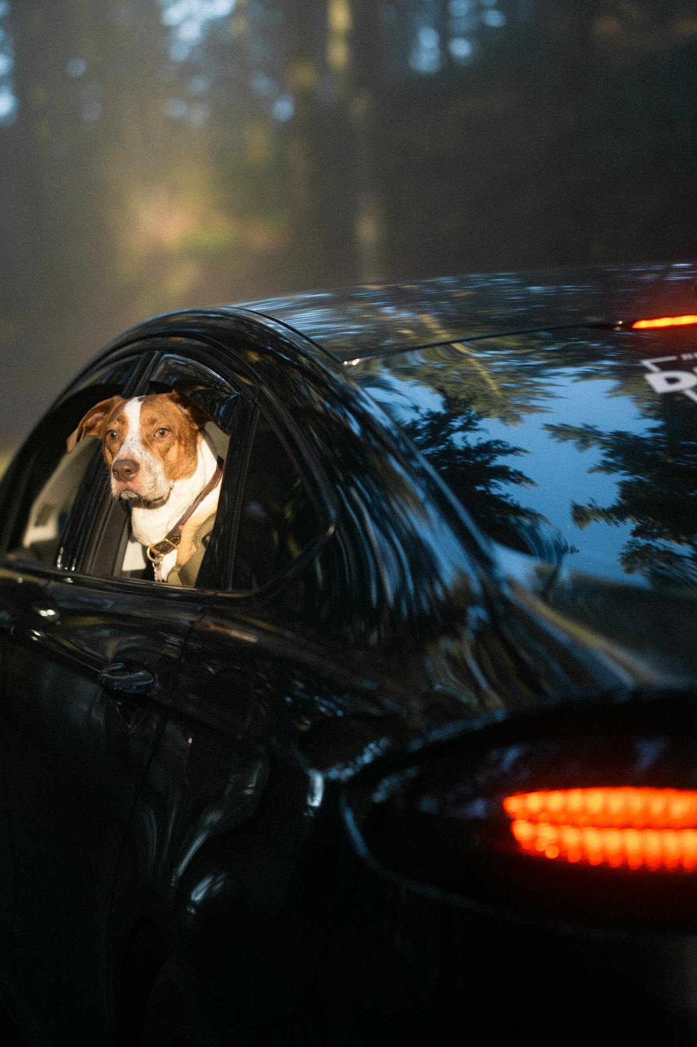 Dog looks out car window in a forest area, enjoying the travel in a moving vehicle.